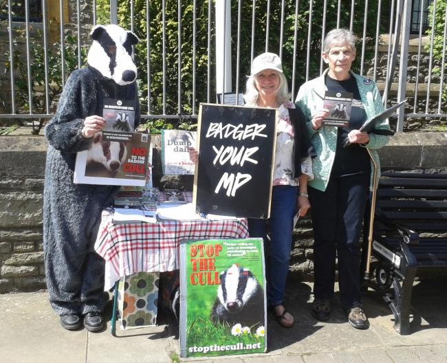 Campaigners seek support in Ledbury against feared badger cull