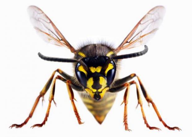 Kidderminster Shuttle: A wasp